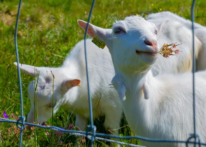 Dom wakacyjny Bjorndalenhytta